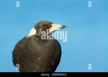 An Australian Magpie, Gymnorhina tibicen subspecies dorsalis, against a blue background in late afternoon light in Perth, Western Australia Stock Photo