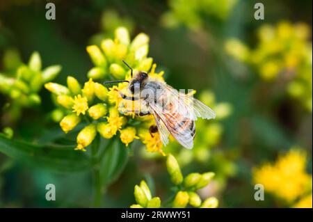 Honey Bee with frayed wings foraging on goldenrod Stock Photo