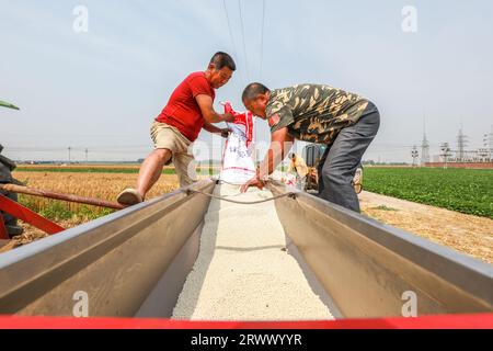 luannan county, China - June 21, 2023: Farmers add compound fertilizer to the seeder, North China Stock Photo