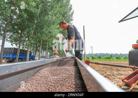 luannan county, China - June 21, 2023: Farmers add compound fertilizer to the seeder, North China Stock Photo