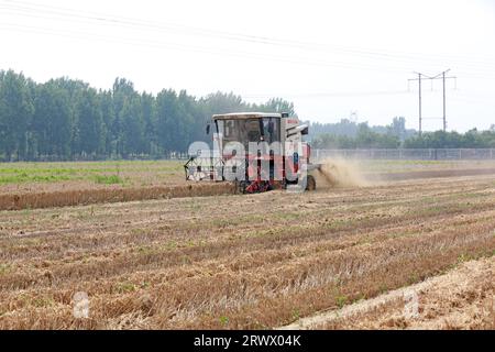 luannan county, China - June 21, 2023: Farmers use harvesters to harvest wheat in the fields, North China Stock Photo