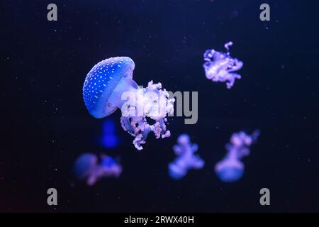 Fluorescent jellyfish, Spotted australian jellyfish, Phyllorhiza punctata swimming in aquarium pool with blue neon light. Theriology, biodiversity, un Stock Photo