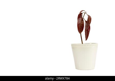 Young mango sapling in white flowerpot with copy space isolated on white background Stock Photo