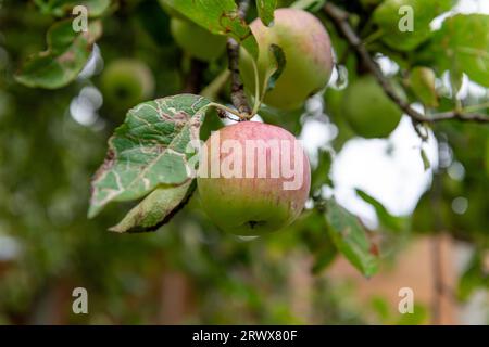 Organic apples on a tree. Stock Photo