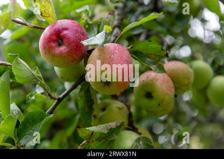 Organic apples on a tree. Stock Photo