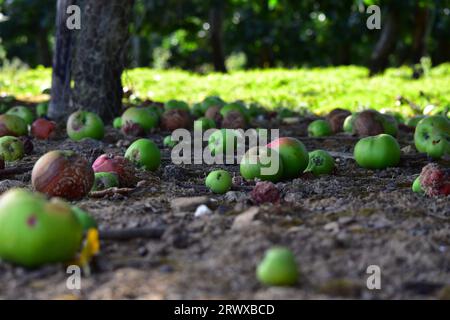 Fallen apples in an orchard Stock Photo