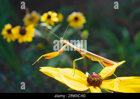 Chinese Praying Mantis perched on a Black-Eyed Susan flower swaying in the breeze -01 Stock Photo