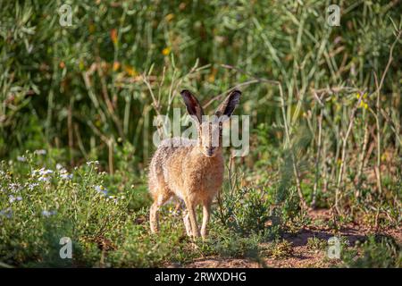 Front face view of a beautiful wild, UK brown hare (Lepus europaeus) standing in rural countryside setting staring at the camera. Stock Photo