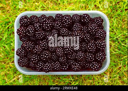 blackberries Stock Photo