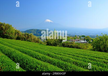 Fuji and a tea plantation in Fuji City, Shizuoka Prefecture, Japan Stock Photo