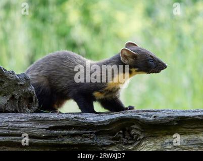 A closeup of a European pine marten. Martes martes. Stock Photo