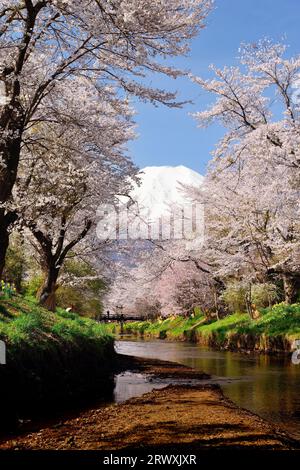 YamanashiFuji from Shinnashogawa River where cherry blossoms are in bloom Stock Photo