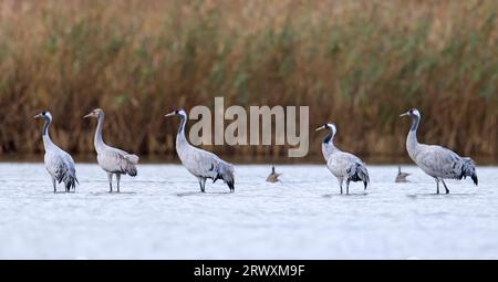 Flock of common cranes / Eurasian crane (Grus grus) group with young resting in shallow water in autumn / fall, Mecklenburg-Vorpommern, Germany Stock Photo