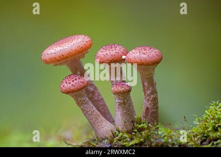 Honey fungus (Armillaria mellea / Armillariella mellea) cluster growing in autumn forest Stock Photo