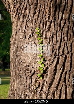 Photo of a tree with a delicate ivy vine in the Großer Garten Park in Dresden. Stock Photo