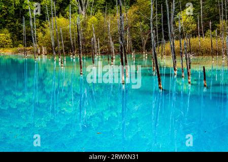 Biei-cho, Hokkaido: Shirogane Blue Pond and autumn forest Stock Photo