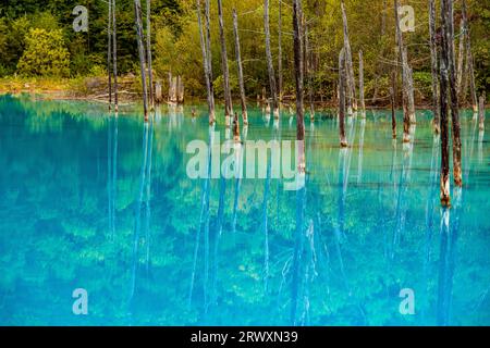 Biei-cho, Hokkaido: Shirogane Blue Pond Stock Photo