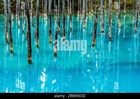 Biei-cho, Hokkaido: Shirogane Blue Pond Stock Photo