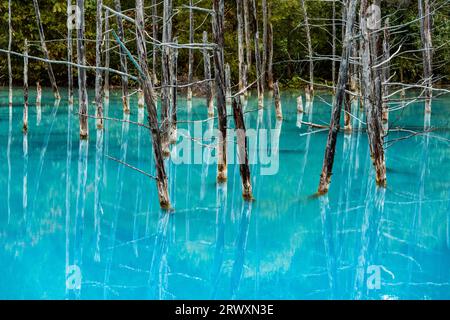 Biei-cho, Hokkaido: Shirogane Blue Pond Stock Photo