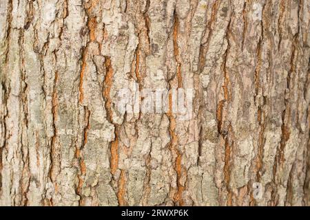 Realistic Tree bark background texture, Seamless texture from tree Stock Photo