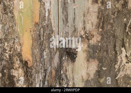 Realistic Tree bark background texture, Seamless texture from tree Stock Photo