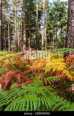 Colourful bracken during autumn or September in pine woods at Bucklers Forest, Berkshire, England, UK Stock Photo