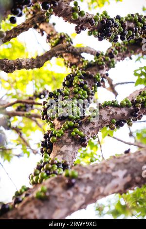 jabuticaba or jaboticaba is the fruit of the jaboticabeira or jabuticabeira, a Brazilian fruit tree from the myrtaceae family, native to the Atlantic Stock Photo