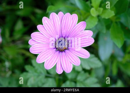 Osteospermum ecklonis close up of a flower of a purple african daisy in front of a blurred green background in a park in cologne, germany Stock Photo