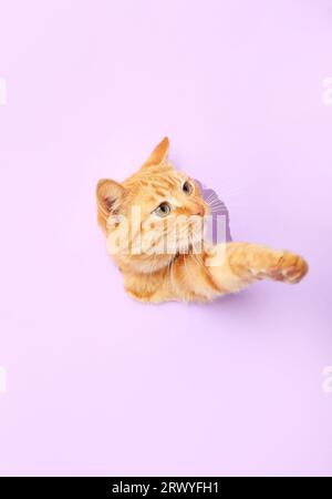 Woman feeding cute ginger cat visible through hole in lilac paper Stock Photo