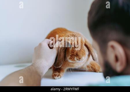 young caucasian bearded veterinarian doctor examining red rabit sitting on white table. Image with selective focus Stock Photo