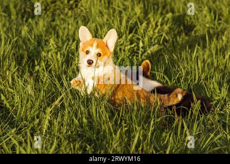 Portrait of two charming little young brown white dogs welsh pembroke corgis standing posing on tall green grass in park field yard on sunny day. Pet Stock Photo