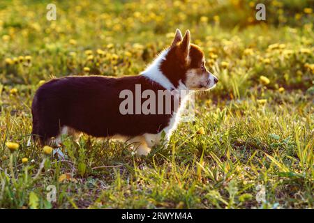 Side view of wonderful little young brown white dog welsh pembroke corgi standing among dandelions on green grass, looking in park on sunny day. Pet l Stock Photo