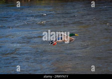 A Mallard Duck in flight over the river Eamont Penrith Cumbria. Stock Photo