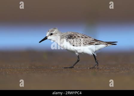 rufous-necked stint (Calidris ruficollis), walking on mud, Australia, Suedaustralien Stock Photo