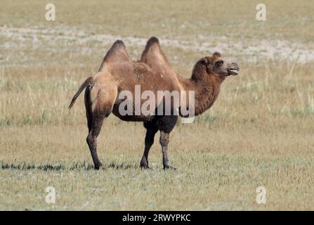 Bactrian camel, two-humped camel (Camelus bactrianus), standing in steppe, Mongolia, Mandalgovi Stock Photo