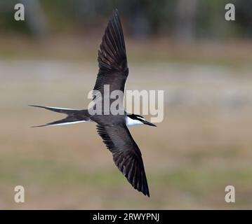 bridled tern (Sterna anaethetus, Onychoprion anaethetus), in flight over the colony, Australia, Lady Elliot Island Stock Photo