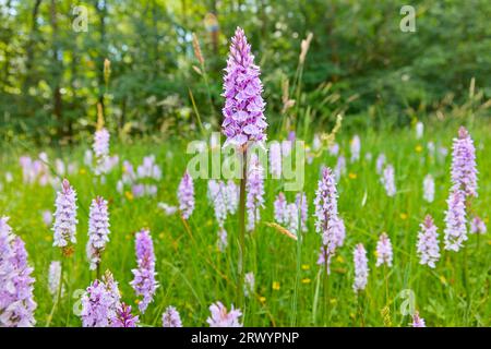 common spotted-orchid (Dactylorhiza fuchsii, Dactylorhiza maculata ssp. fuchsii), blooming in a meadow, Germany, North Rhine-Westphalia Stock Photo