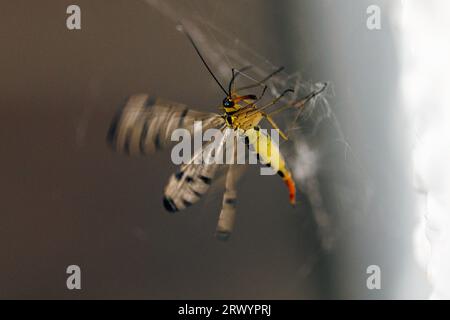 German scorpionfly (Panorpa germanica), female in a spider web, flapping wings, Germany, Bavaria, Isental Stock Photo
