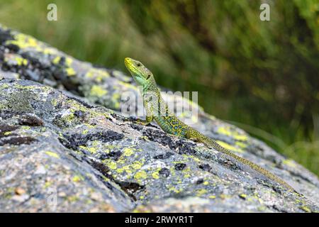 Ocellated lizard, Ocellated green lizard, Eyed lizard, Jewelled lizard (Timon lepidus, Lacerta lepida), male sunbathing on a rock, Spain, Sierra De Stock Photo