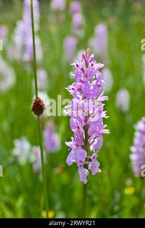 common spotted-orchid (Dactylorhiza fuchsii, Dactylorhiza maculata ssp. fuchsii), inflorescence beside rush, Germany, North Rhine-Westphalia Stock Photo