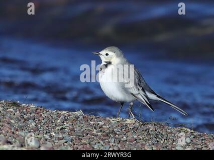 Baikal wagtail, Baikal white wagtail (Motacilla alba baicalensis, Motacilla baicalensis), juvenile at water edge, Mongolia, Ogi Lake Stock Photo