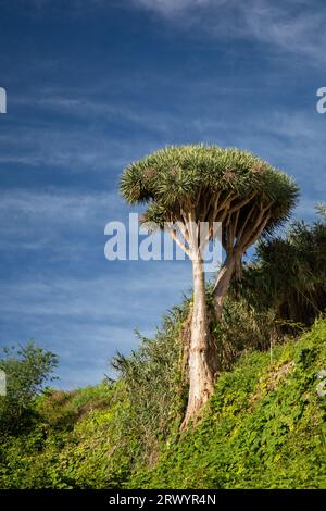 Tear Dragon's blood, Draegon Tree, Canary Islands Dragon Tree, Drago  (Dracaena draco), on a slope at La Galga, Canary Islands, La Palma, La Galga Stock Photo