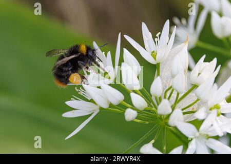 red-tailed bumble bee (Bombus lapidarius, Pyrobombus lapidarius, Aombus lapidarius, Melanobombus lapidarius), collecting pollen from flower of Stock Photo