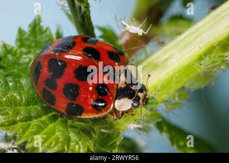Multicoloured Asian beetle, harlequin, Asian Asian lady beetle, Halloween beetle (Harmonia axyridis), feeding on aphids, Germany, Bavaria Stock Photo
