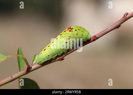 scarce swallowtail, kite swallowtail (Iphiclides podalirius), on a twig, France, Provence Stock Photo
