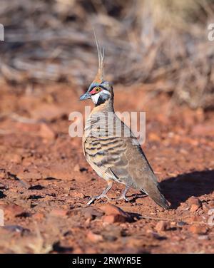 Spinifex Pigeon, plumed-pigeon, gannaway pigeon (Geophaps plumifera), at Lake Moondarra, Australia, Queensland, Mount Isa, Lake Moondarra Stock Photo