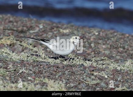 Baikal wagtail, Baikal white wagtail (Motacilla alba baicalensis, Motacilla baicalensis), Juvenile on the shore, Mongolia Stock Photo