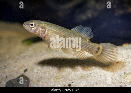 eastern mudminnow (Umbra pygmaea), side view Stock Photo