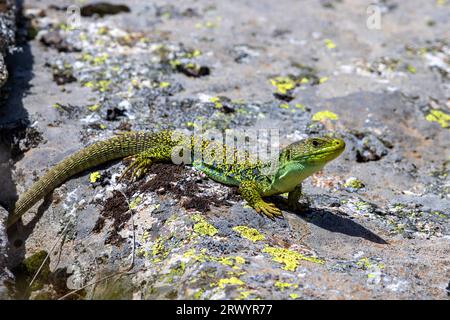 Ocellated lizard, Ocellated green lizard, Eyed lizard, Jewelled lizard (Timon lepidus, Lacerta lepida), male sunbathing on a rock, Spain, Sierra De Stock Photo