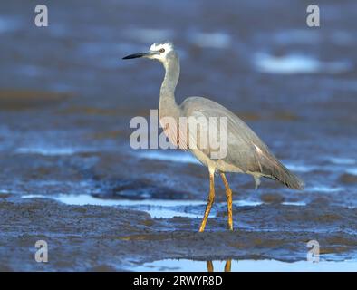 white-faced egret (Egretta novaehollandiae), standing in mud, Australia, Bundaberg, Burnett Heads Stock Photo